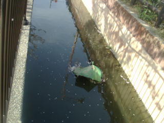 The cherry tree is beautiful but in the river, it is dirty.