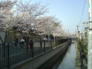 The cherry tree cherry tree cherry tree fullness