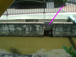 By???'s being new why and the tree in the cut wall