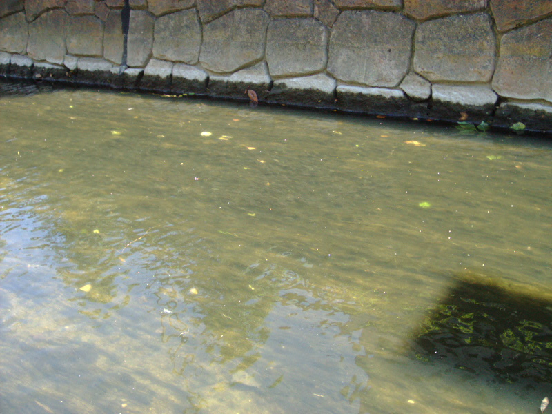 Above from the Osaka bay which { is swimming